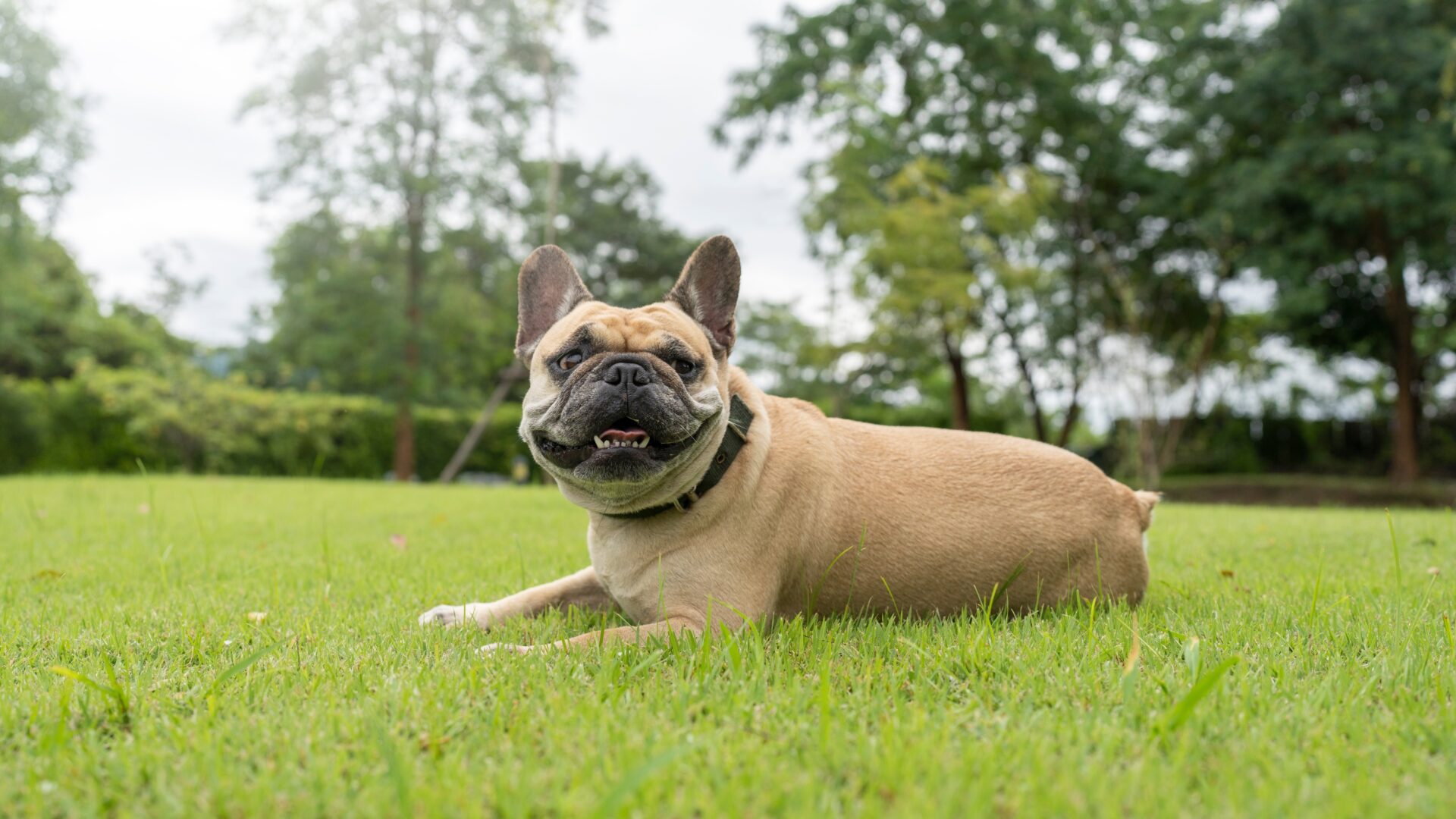 french bulldog skin infection