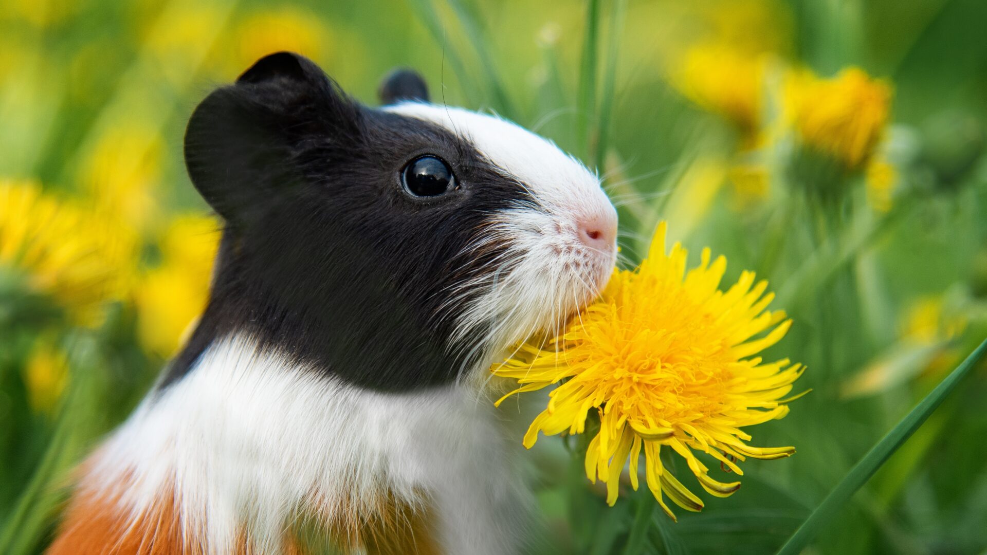 respiratory disorder in guinea pigs