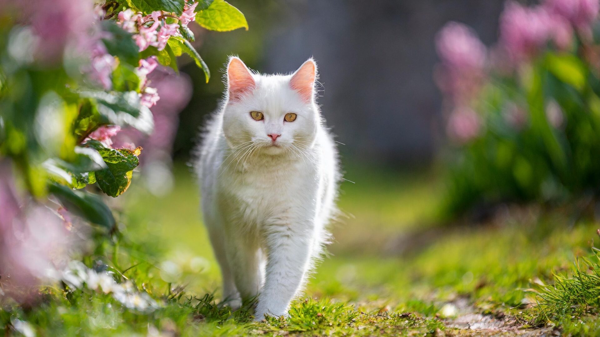 cat healthcare testing