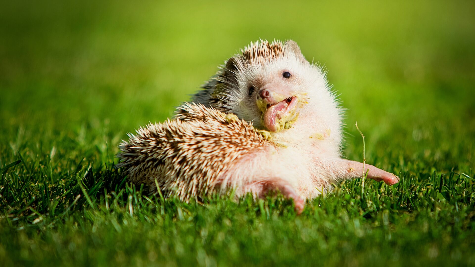 hedgehog healthcare testing