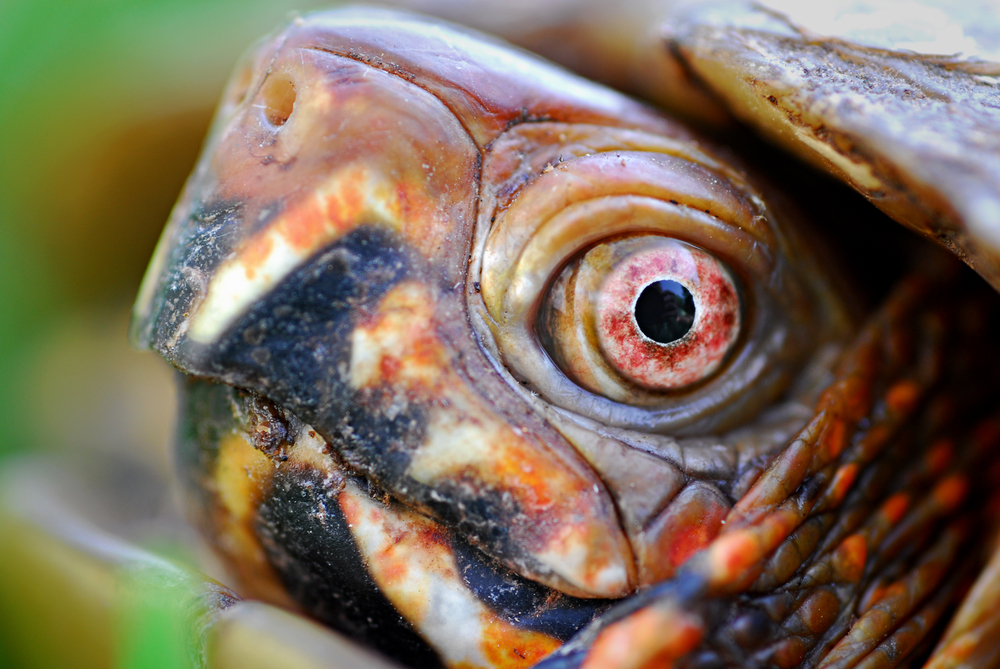 close up of turtle's eye infection