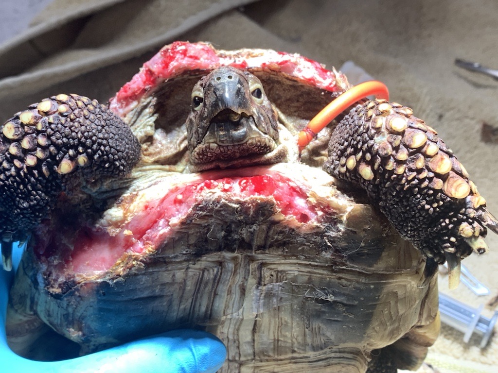 turtle vet care
