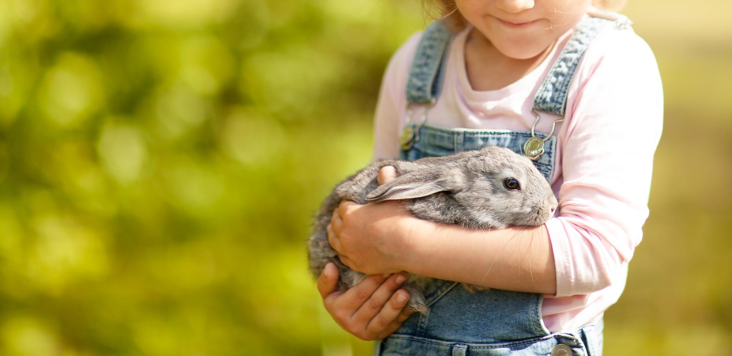 Respiratory diseases in pet rabbits