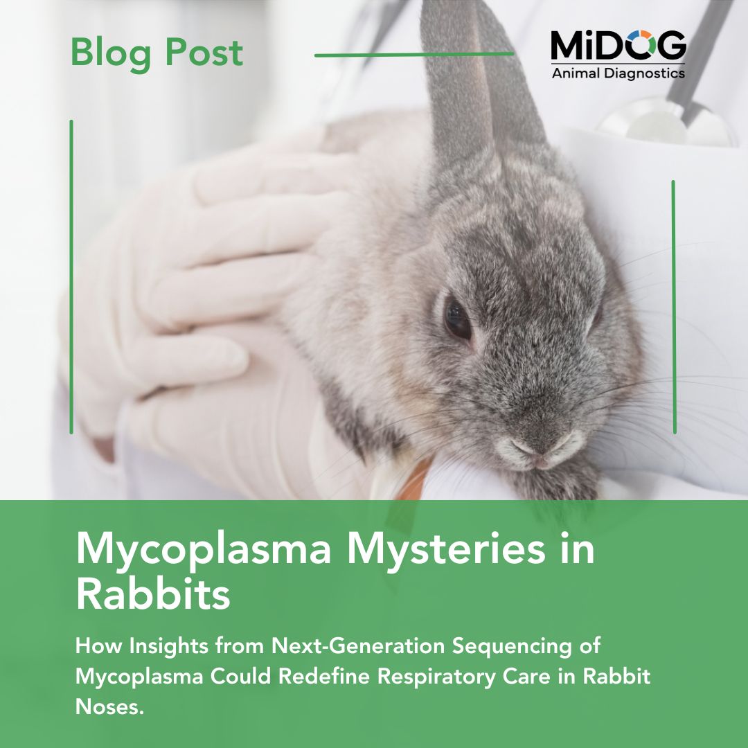 Mycoplasma Mysteries in Rabbits