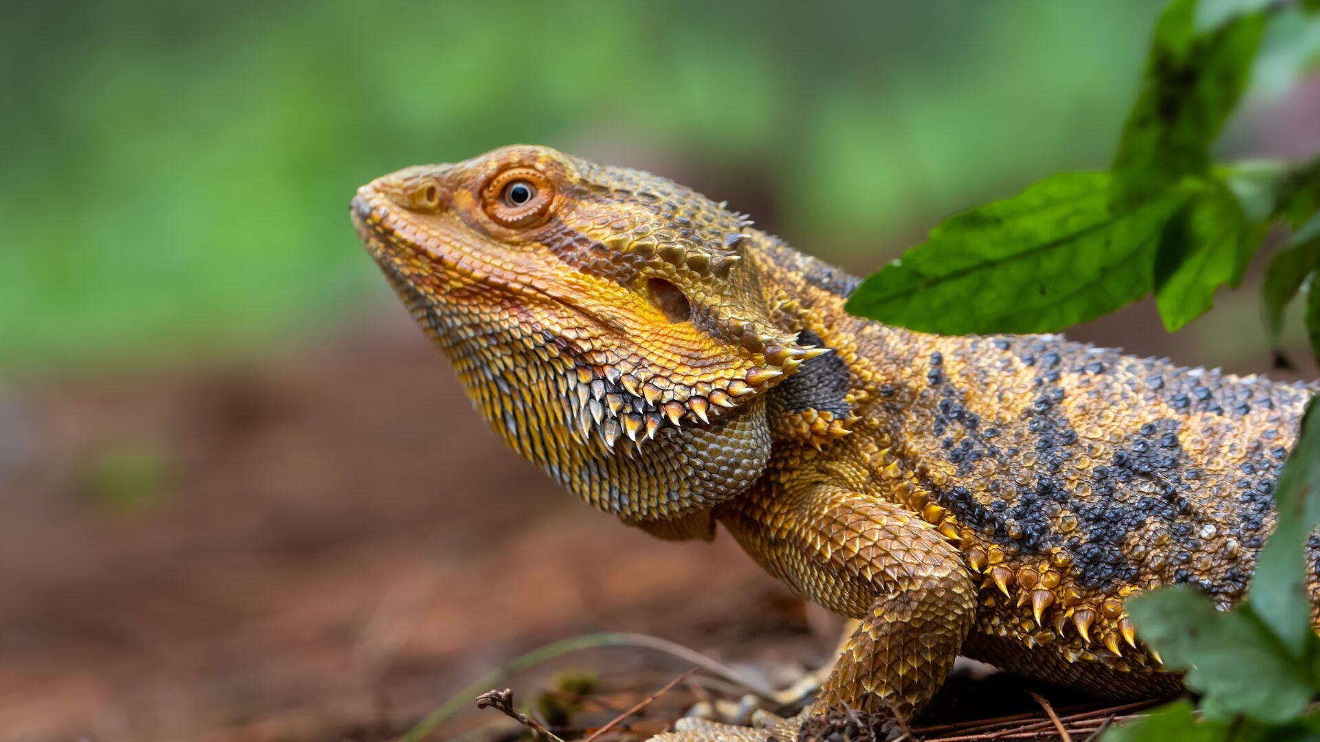 bearded dragon vet