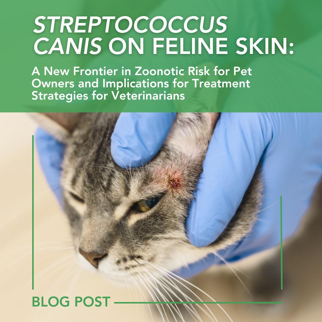 Streptococcus canis on Feline Skin