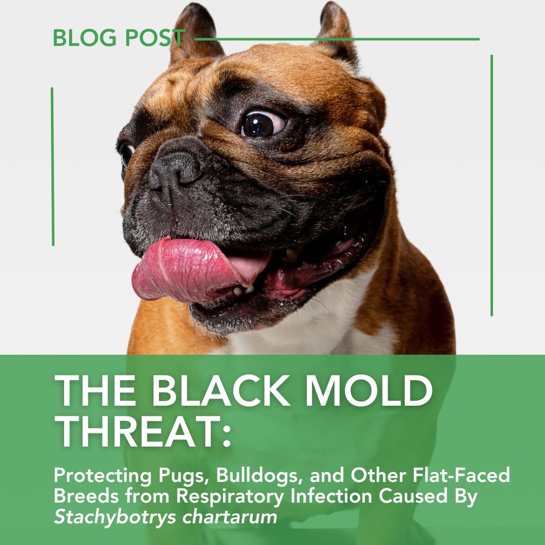 Black Mold Threat