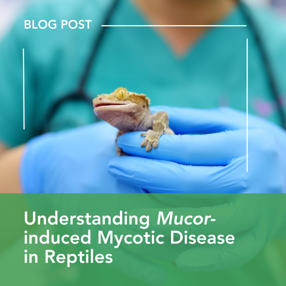 Mucor-induced Mycotic Disease in Reptiles