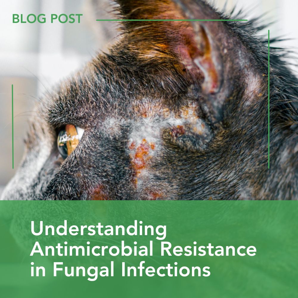 Understanding Antimicrobial Resistance in Fungal Infections