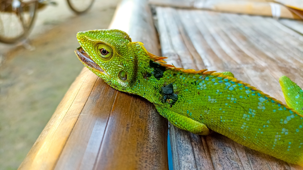 Understanding Mucor-induced Mycotic Disease in Reptiles