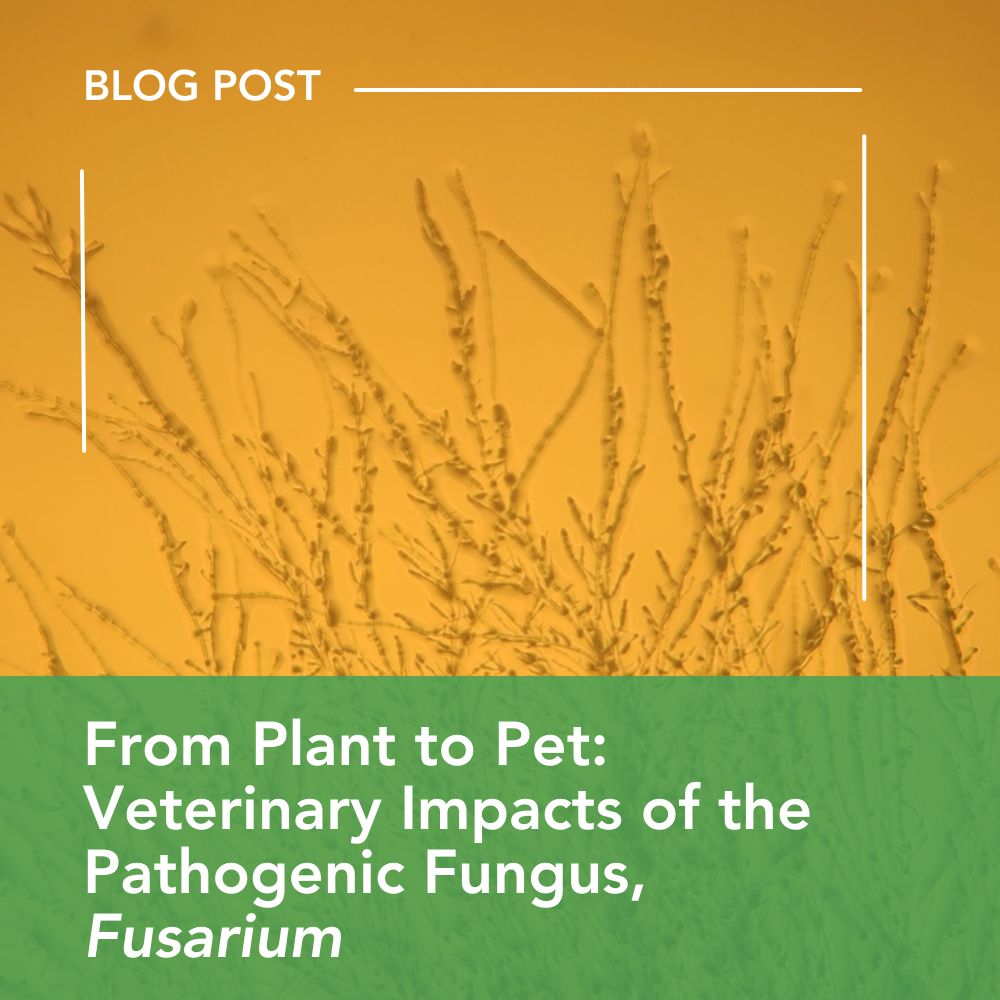 From Plant to Pet: Veterinary Impacts of the Pathogenic Fungus, Fusarium