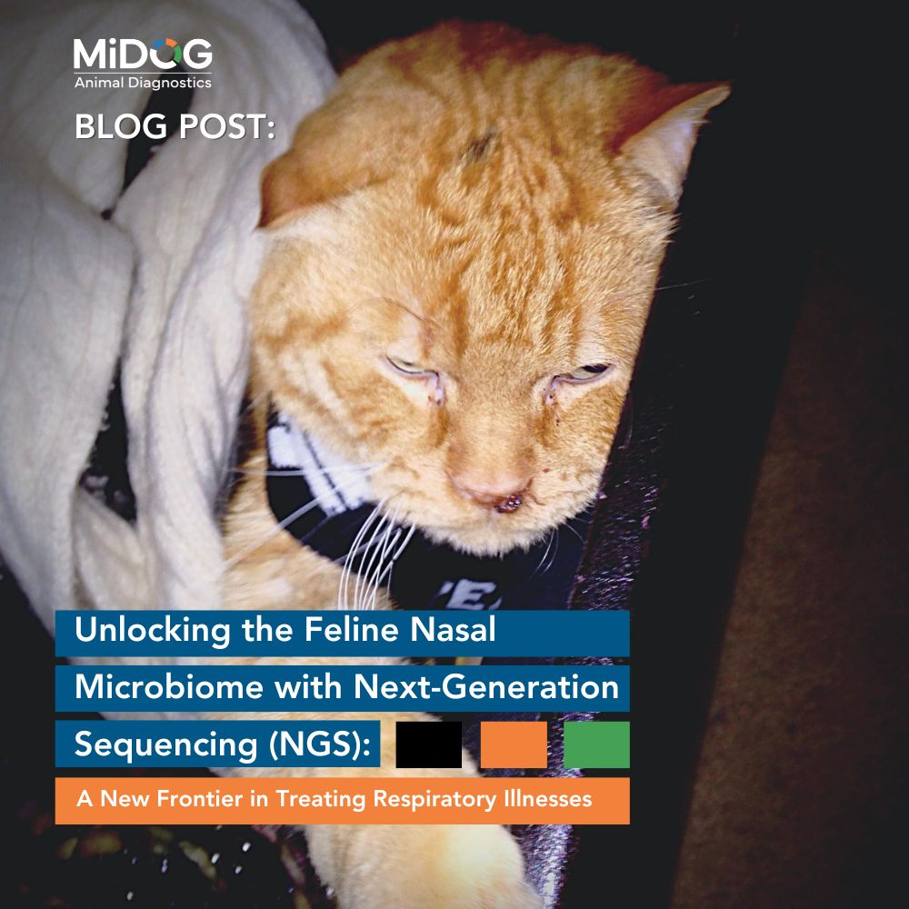 Unlocking the Feline Nasal Microbiome with Next-Generation Sequencing