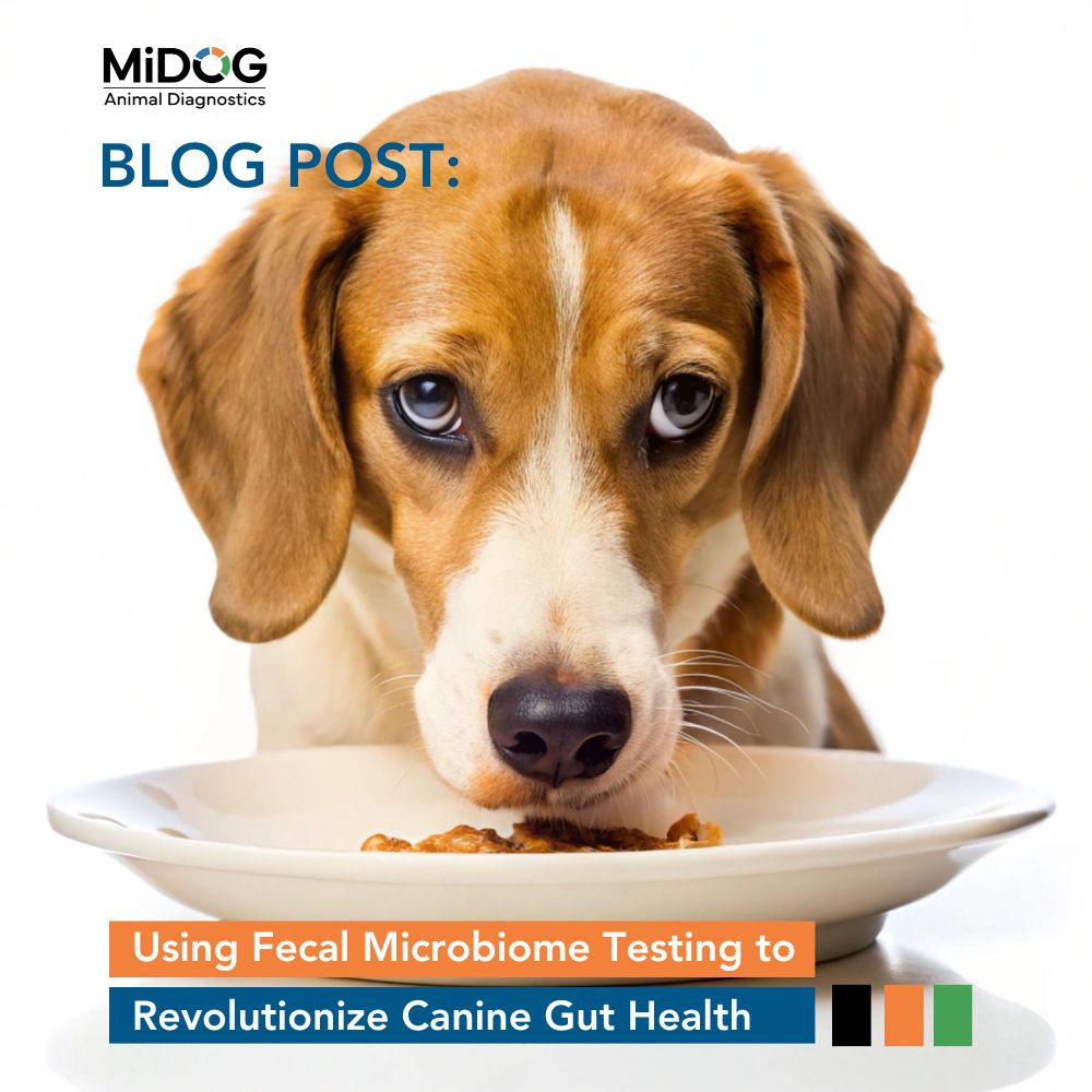 Using Fecal Microbiome Testing to Revolutionize Canine Gut Health